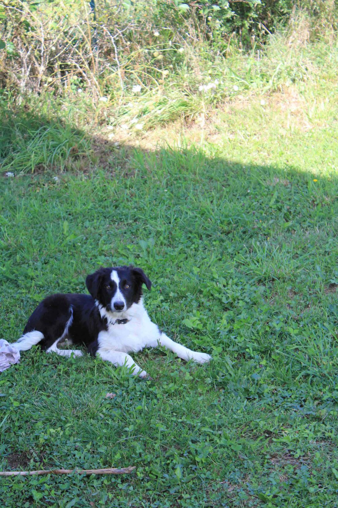 le camping du domaine du lac accepte les animaux de compagnie gratuitement  